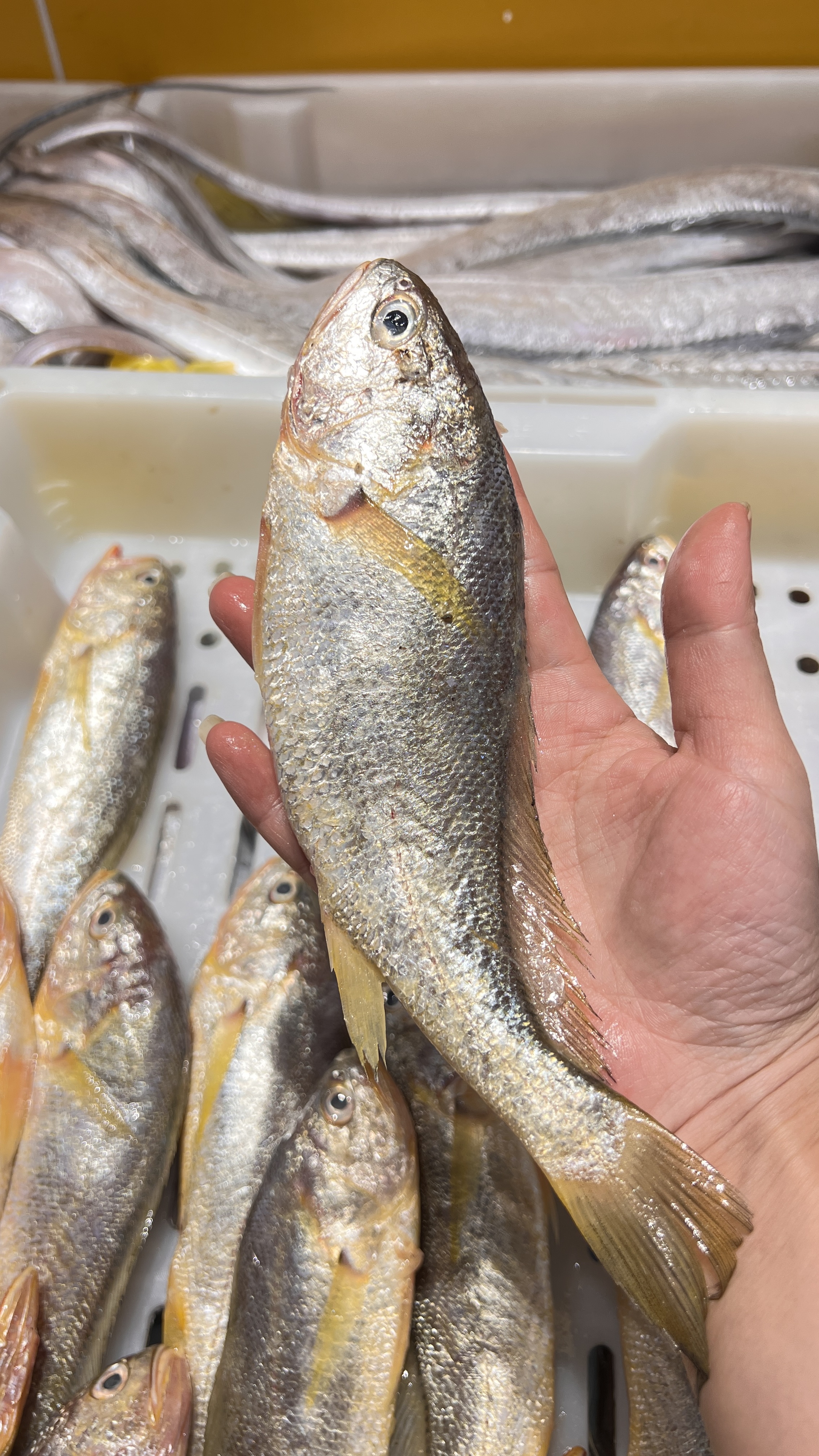 舟山整条新鲜小黄鱼顺丰冷链发货