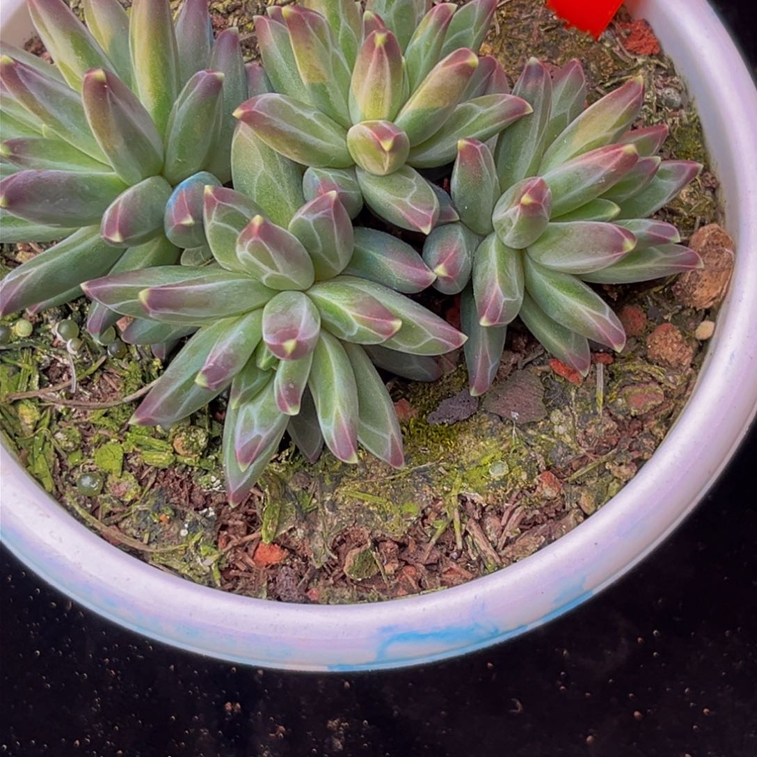 2319下午多肉植物群生