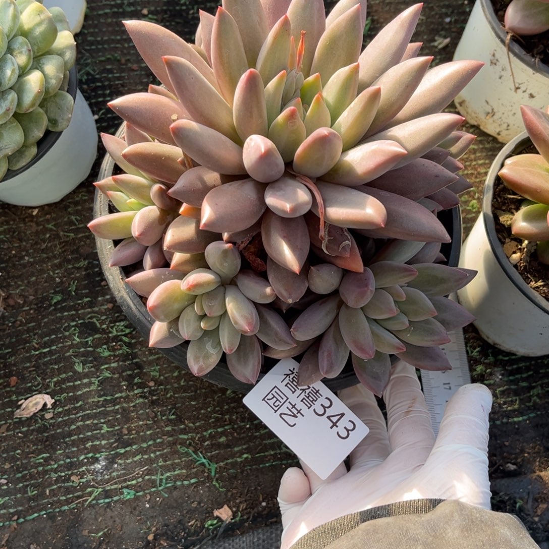 343水晶球多肉植物……