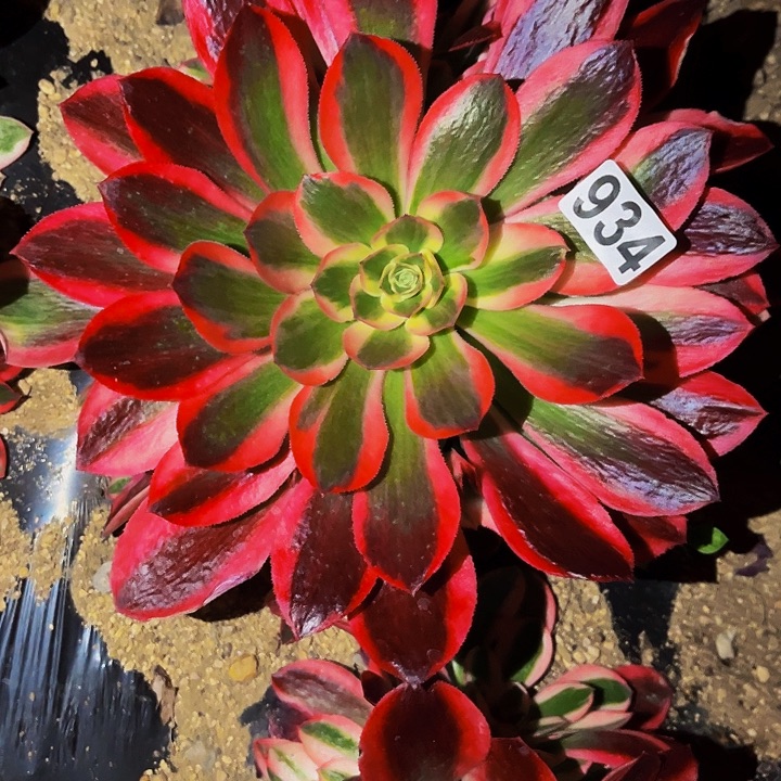 934女妖多肉植物处理不售后