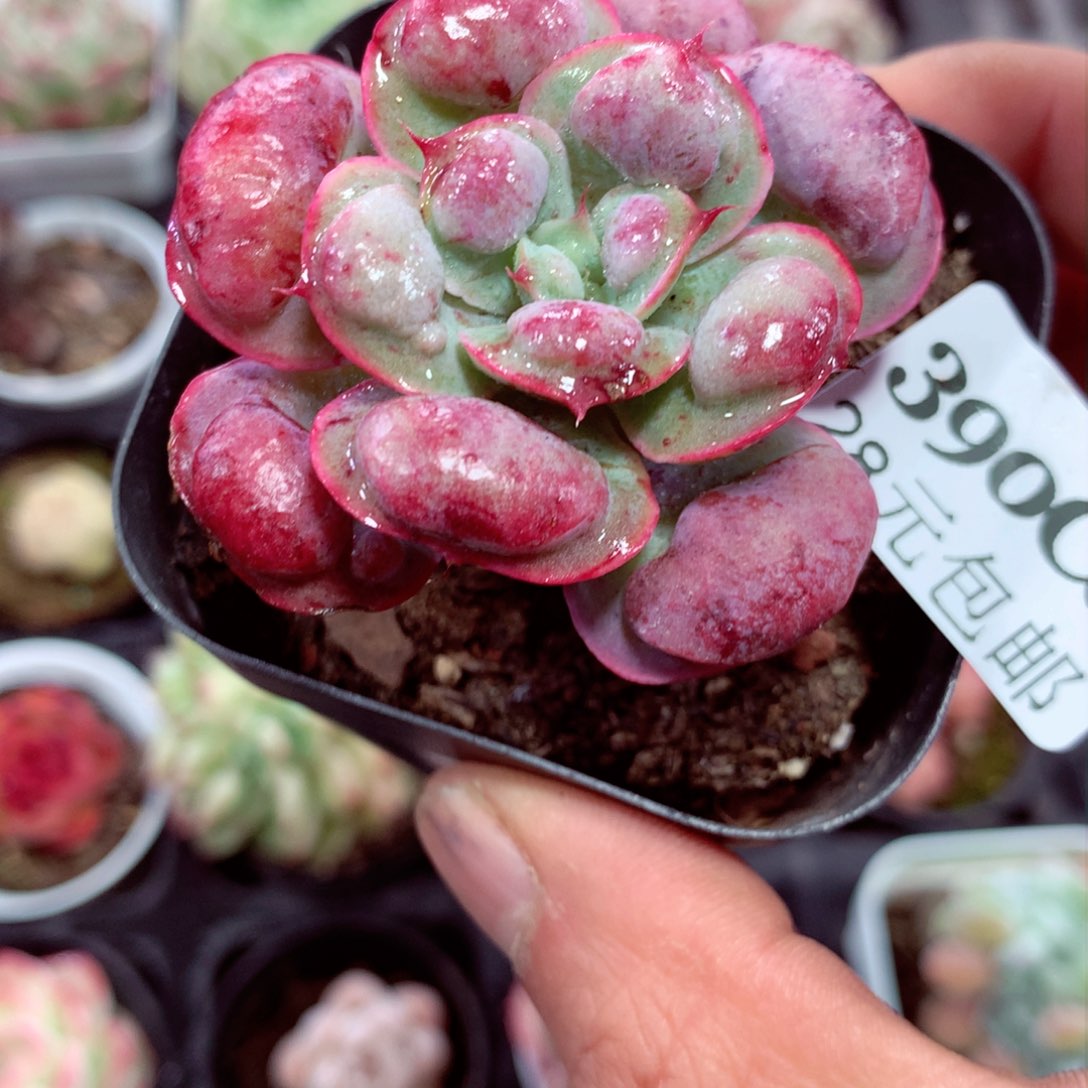 5厘米精控多肉390