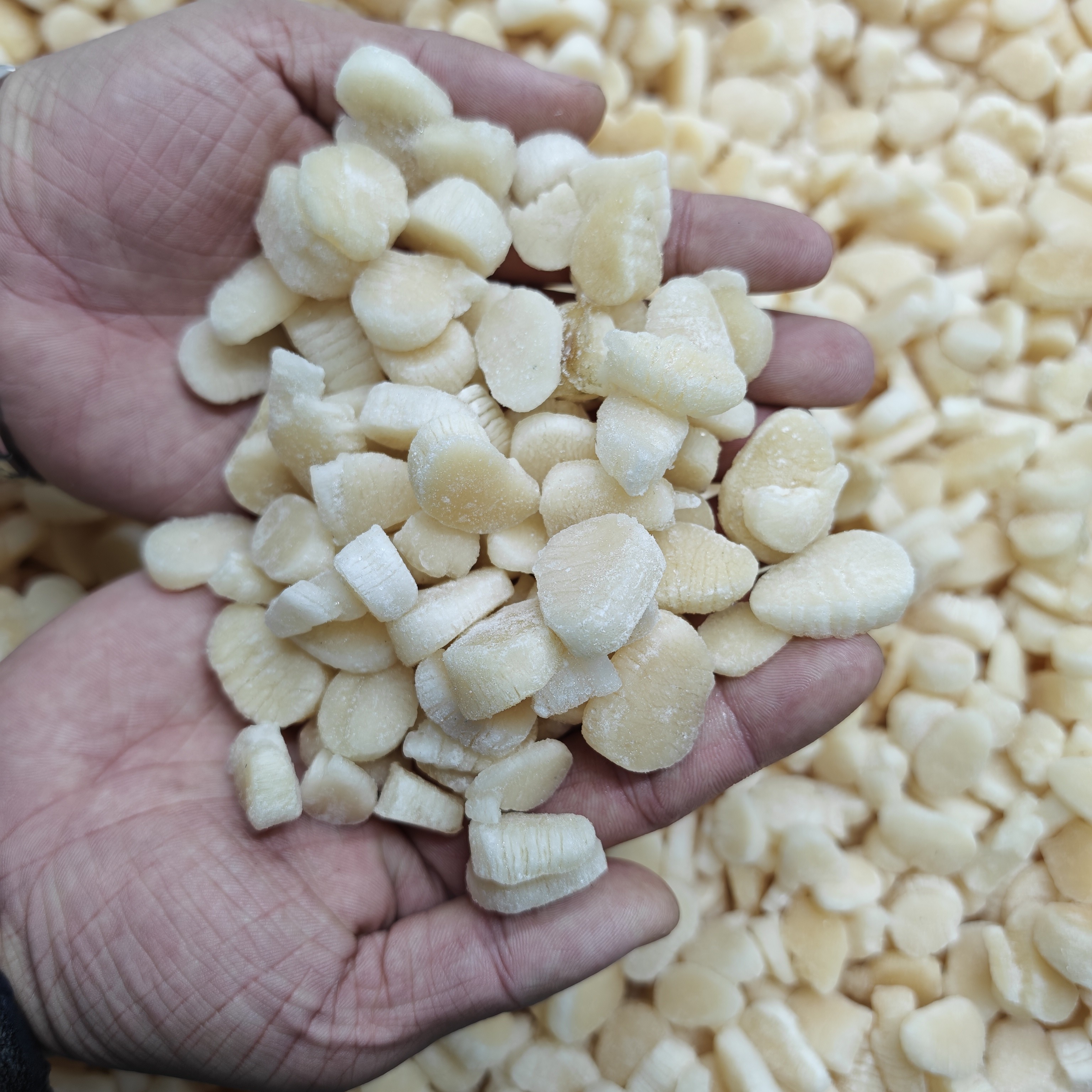 《贝柱肉》炒菜吃 做馅 凉拌 5斤装 天津发货