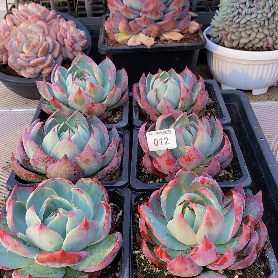 A-12惊鸿仙子单头量