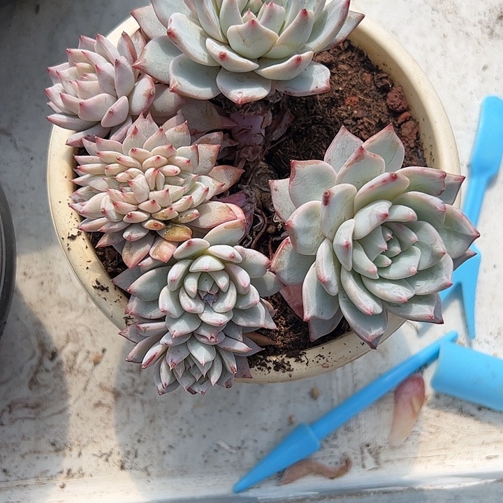 【闪购商品】粉蓝鸟缀化