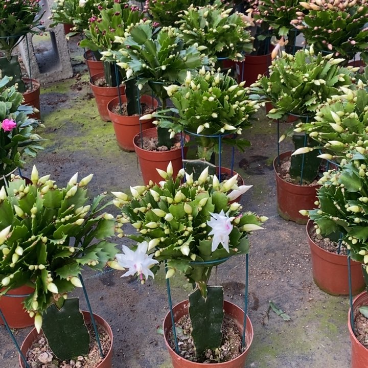 大部分花苞少量开放272嫁接白玛丽