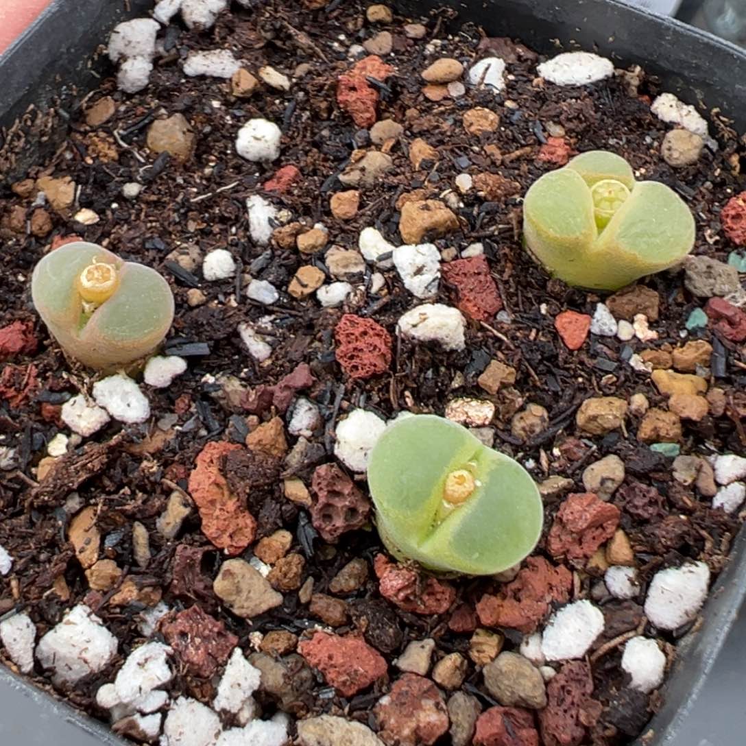 11.12好看的多肉脱土发货221