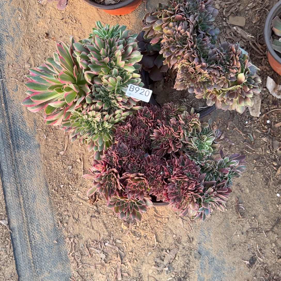920三颗组合多肉植物法师