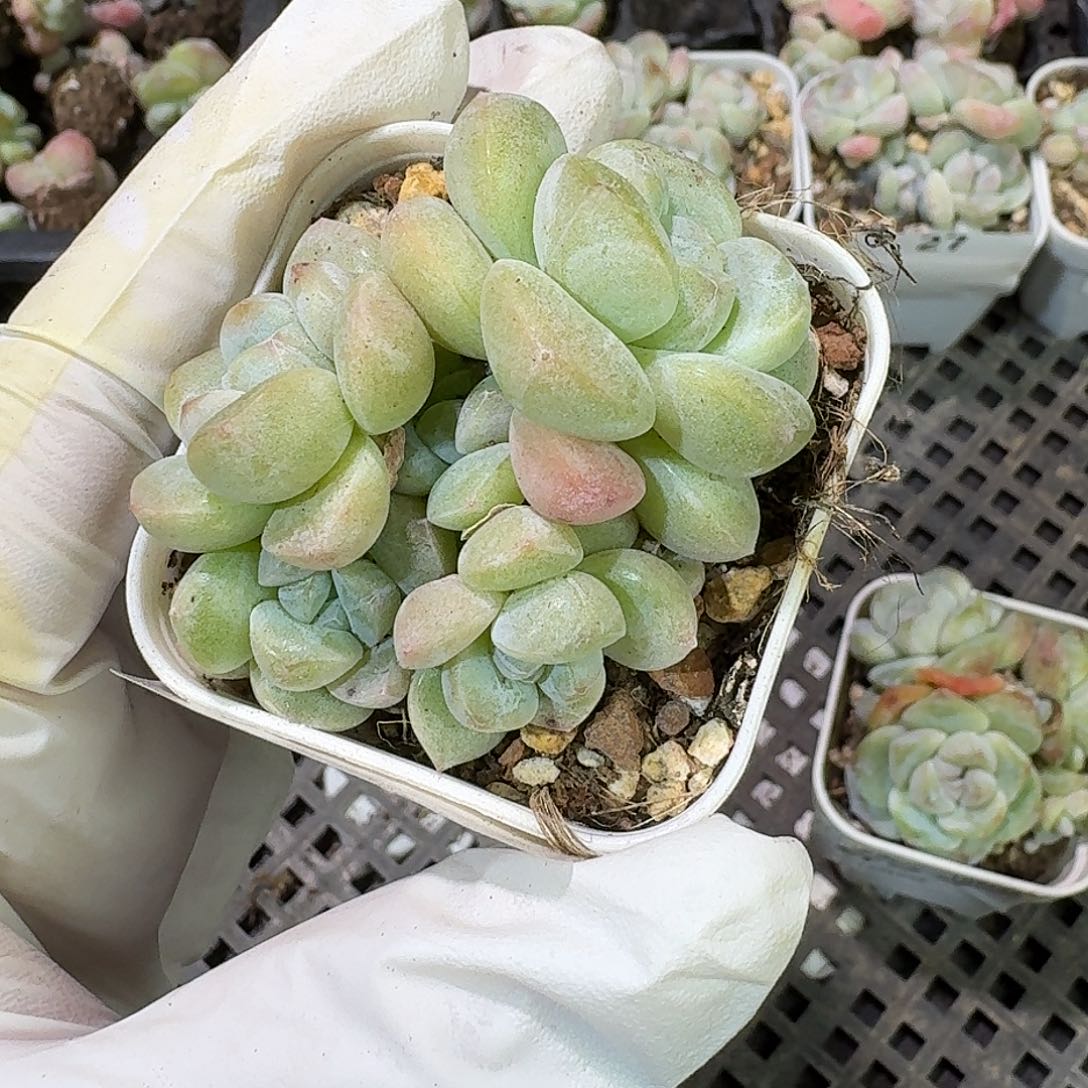 31 号到手1框～一物一拍