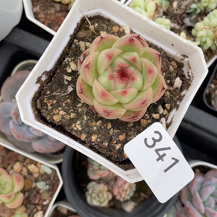 341。 秘密花园。      b