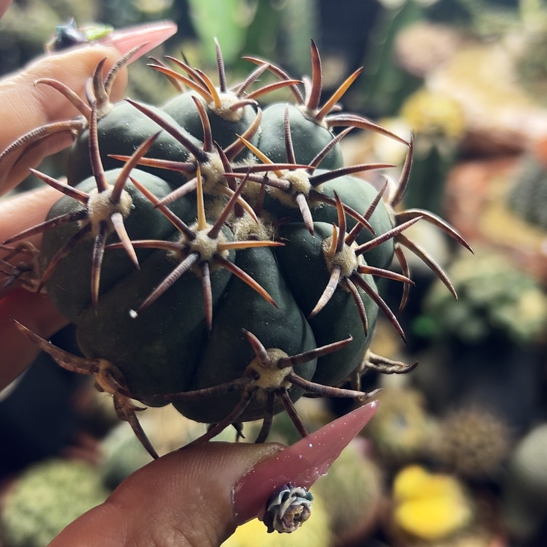 平丸仙人球11111111