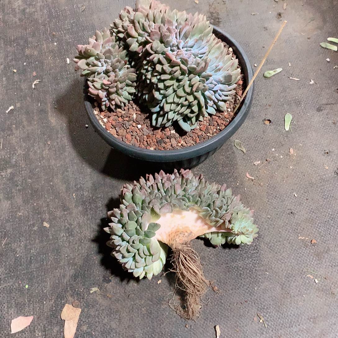 多肉植物多肉植物星影缀