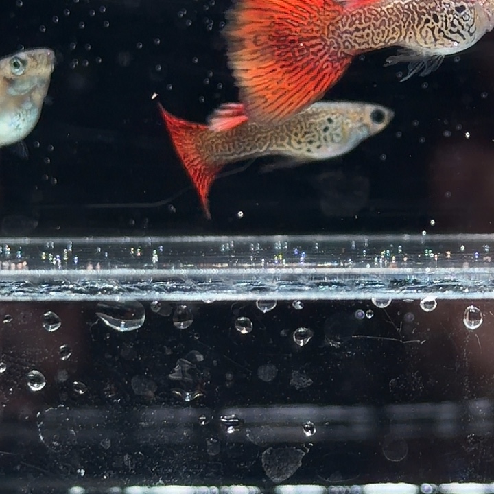 孔雀鱼红蕾丝三角尾亚成2月龄两对清缸