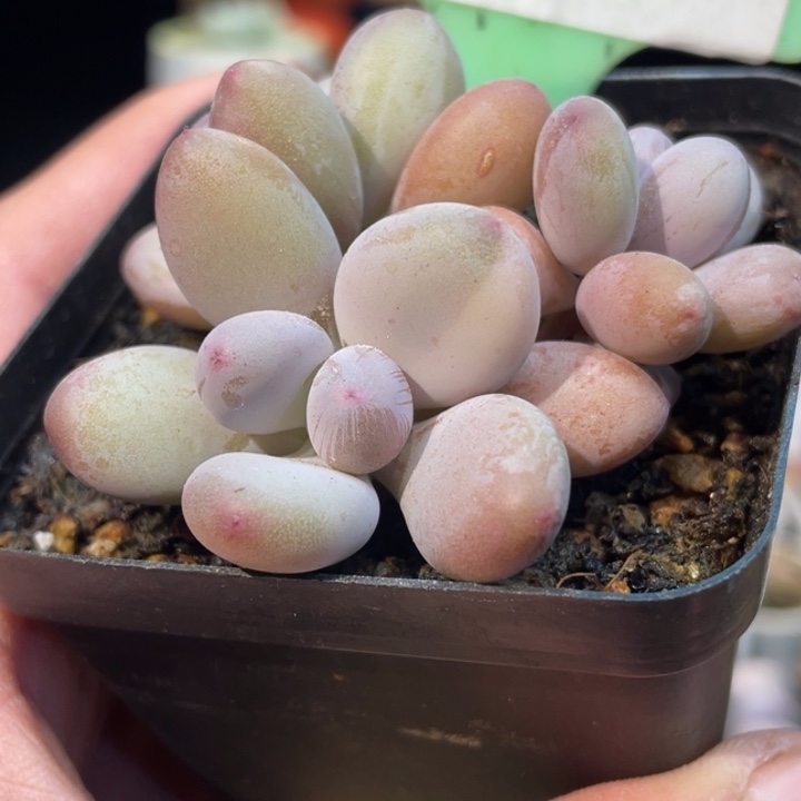 西瓜奶超白锦668号的多肉啊啊