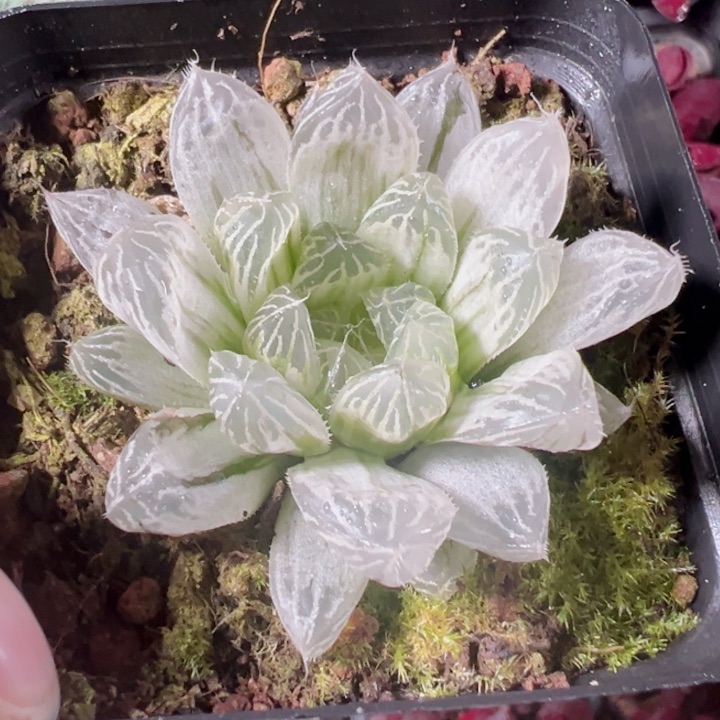 白斑精品多肉植物