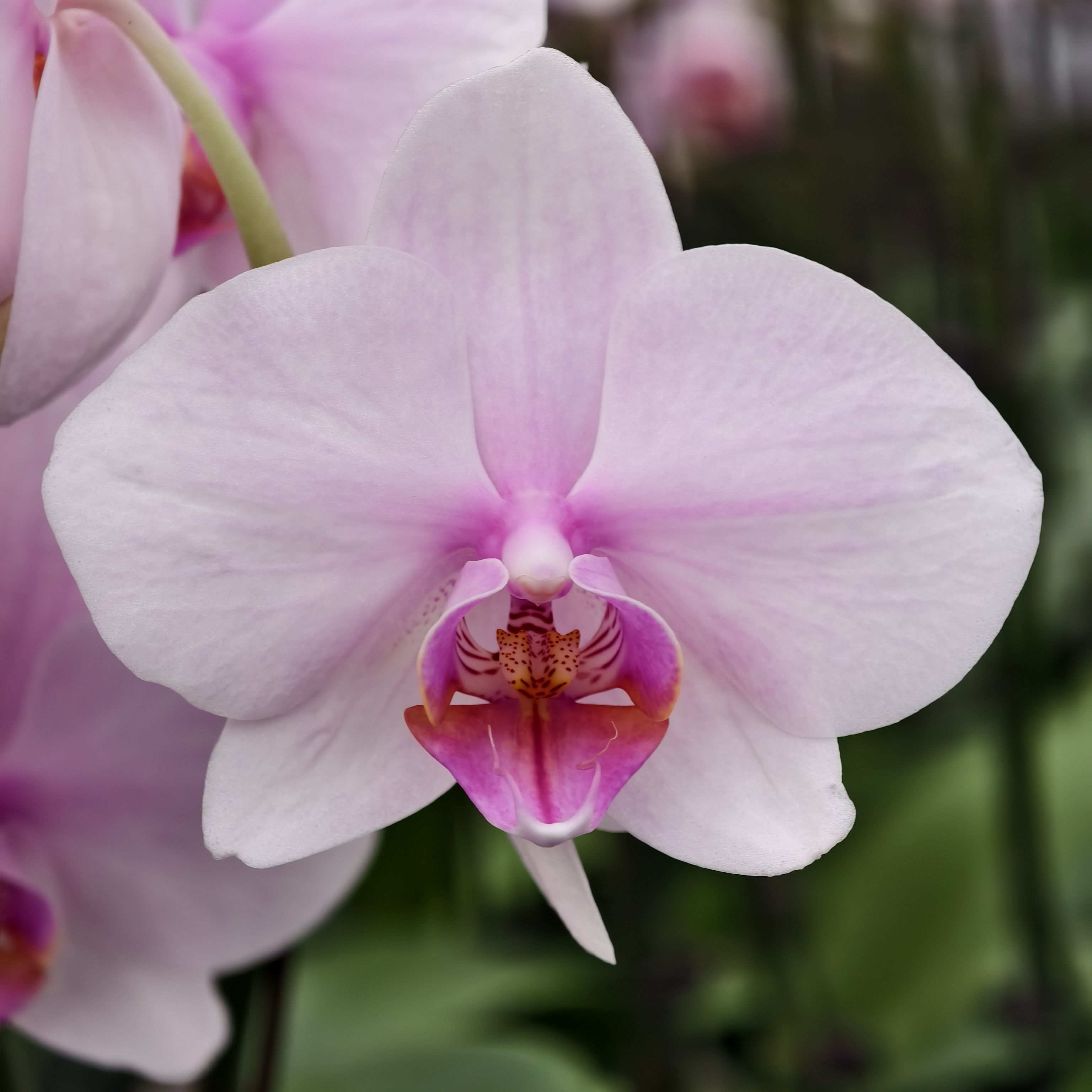 蝴蝶兰【夏娃】欧品渐变粉白色大花 2.8寸杯 苞多花少 基地直发