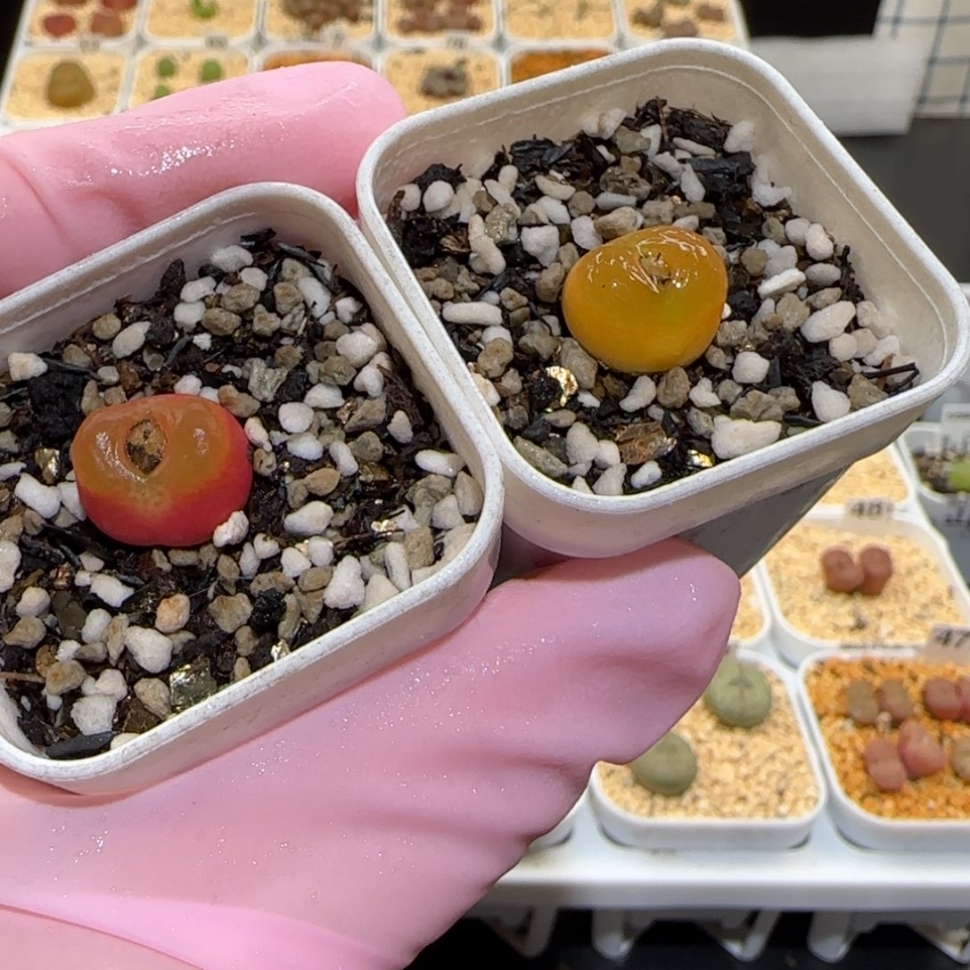 肉锥多肉植物百科25-679