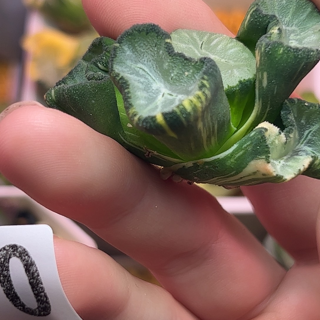 巨大化花玲锦十二卷850