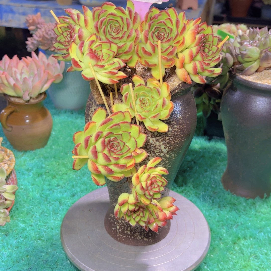 萤火虫1425多肉植物