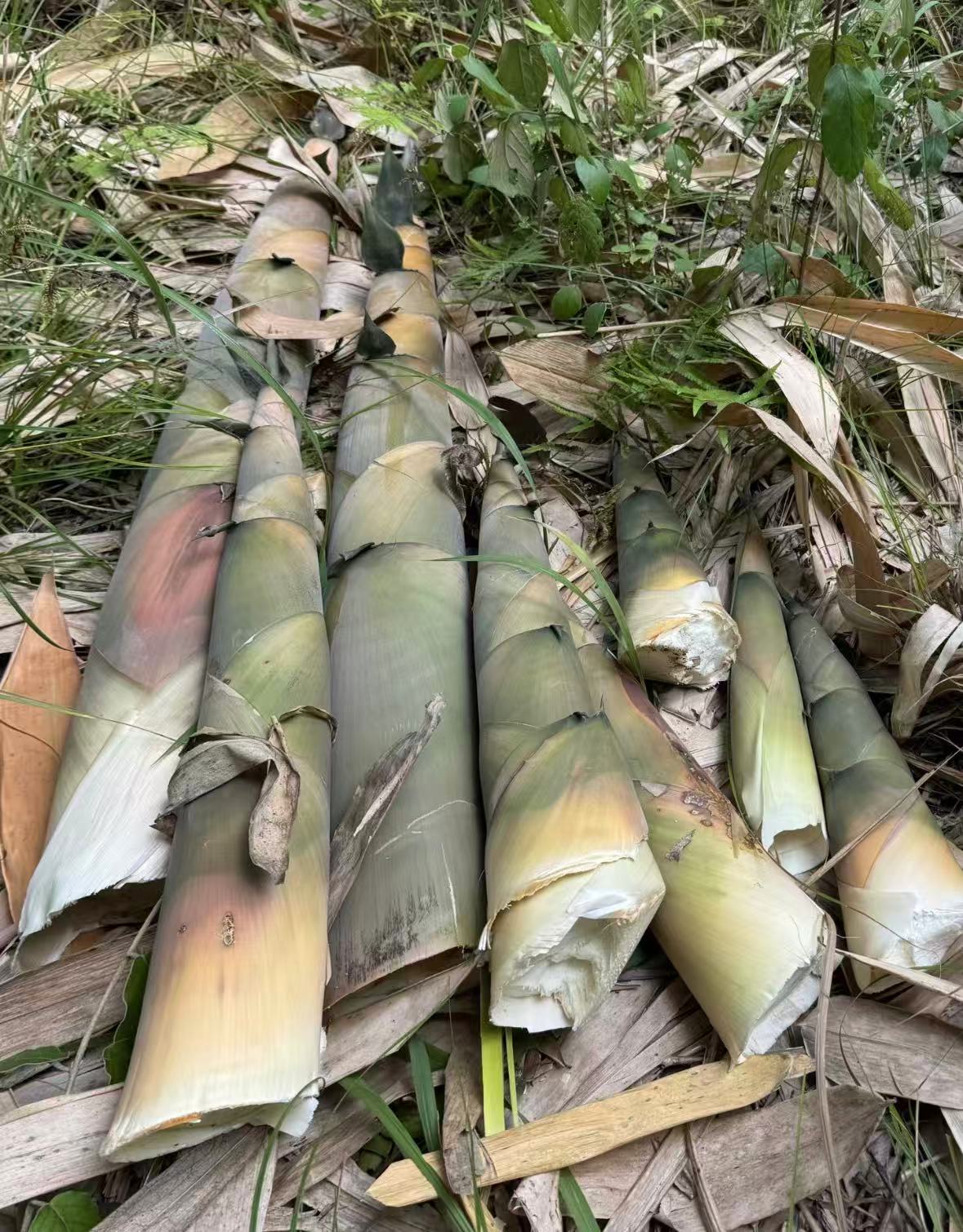 【顺丰包邮】广宁竹子之乡 大竹笋  炒焖清鲜