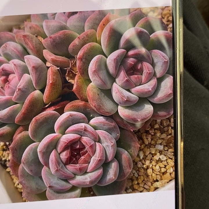 模特绿菜有卖，防拍价