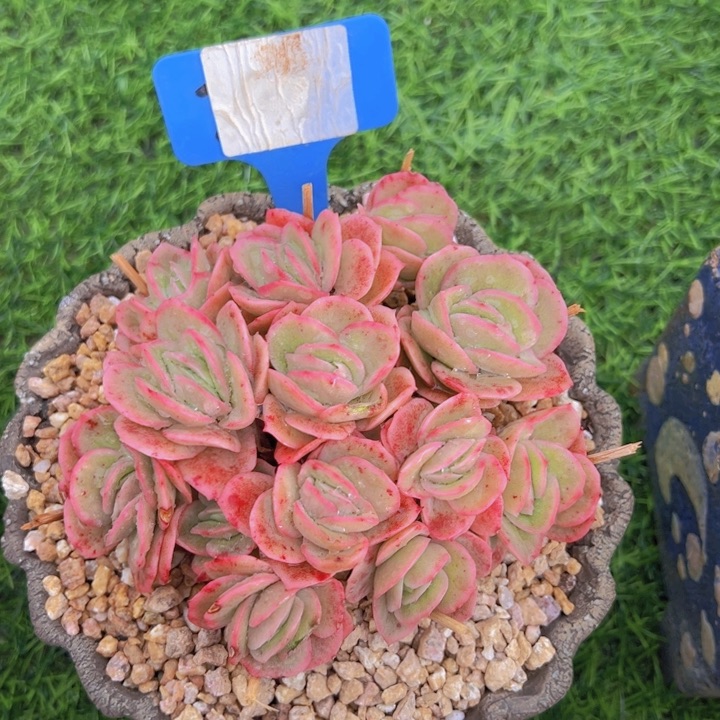 健健康康平平安安