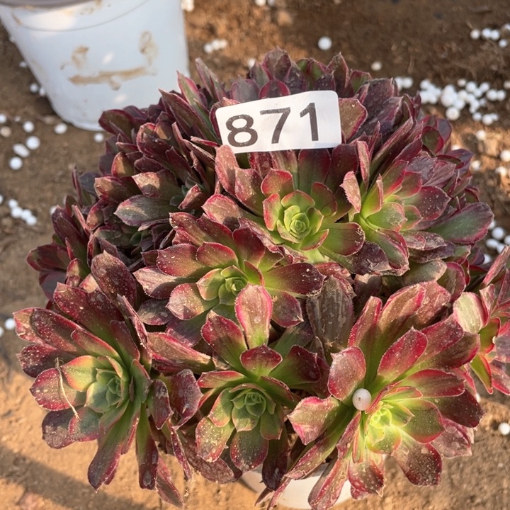 871多肉植物安娜