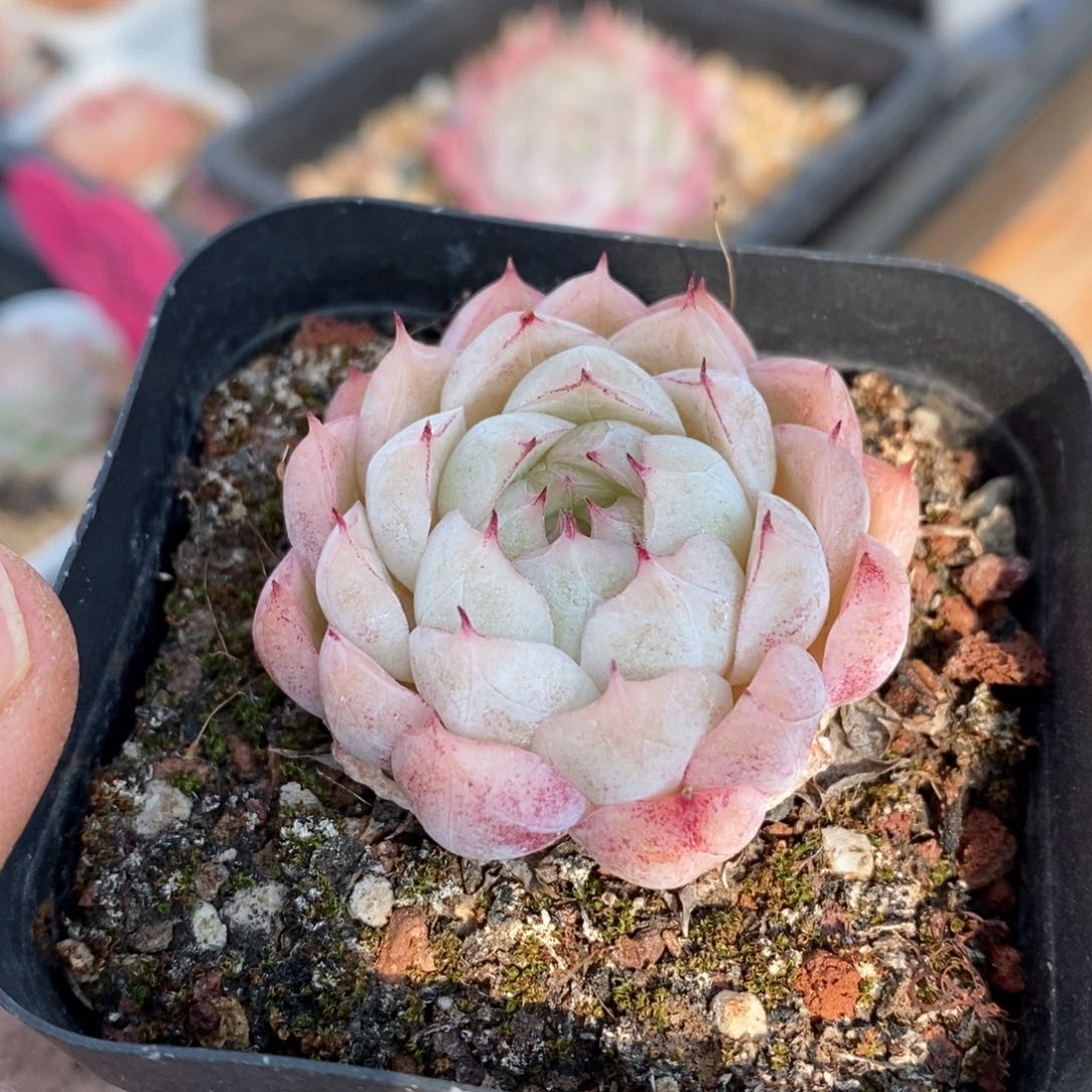 精品多肉一物一的拍177