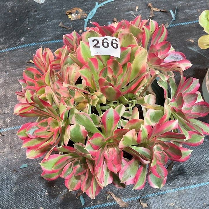 粉女郎266 冠幅27