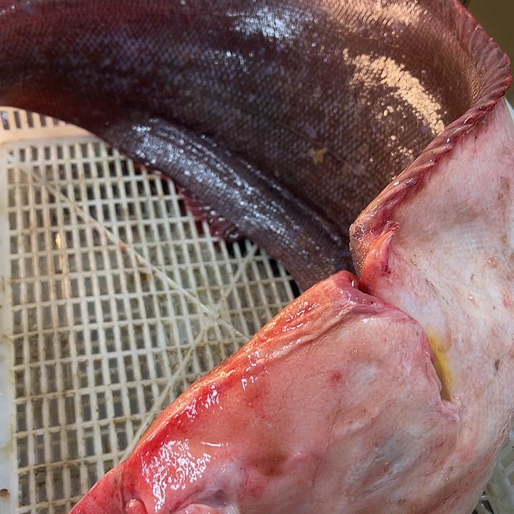 踏目鱼5.8.斤专拍鲜发