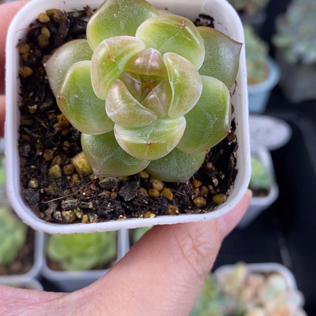 种播优选珍妮单头231号