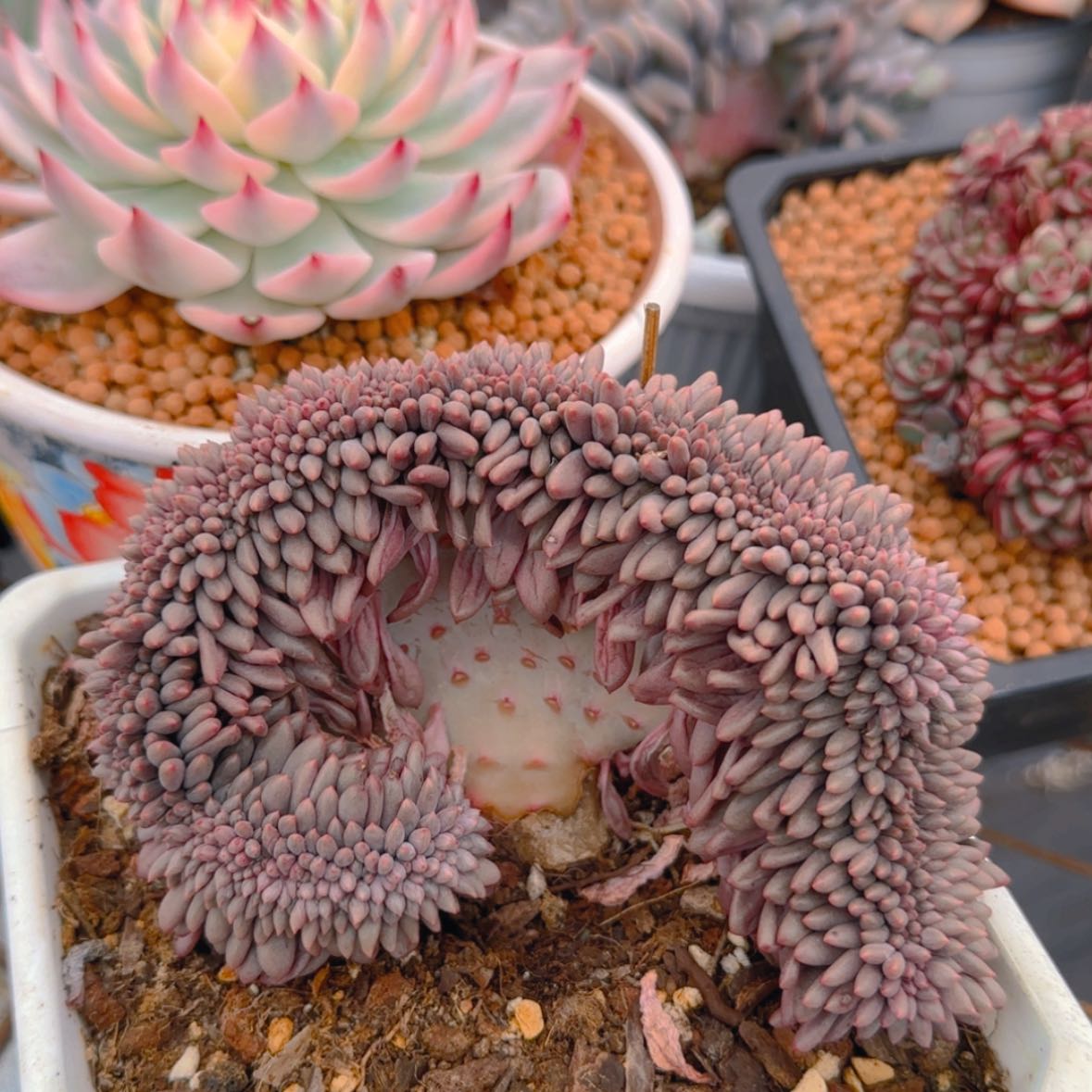 【闪购商品】红蜻蜓缀化9.9