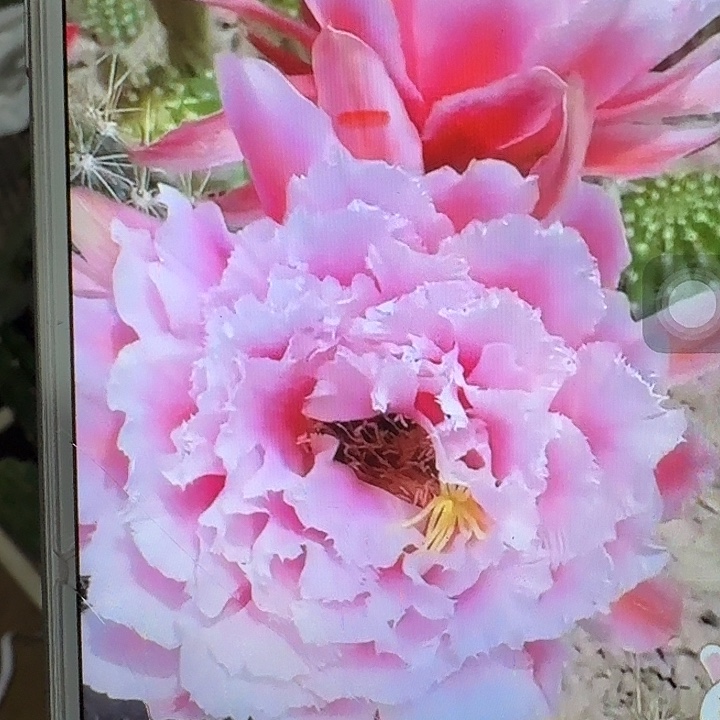 大仙女侧芽5公分左右毛花柱