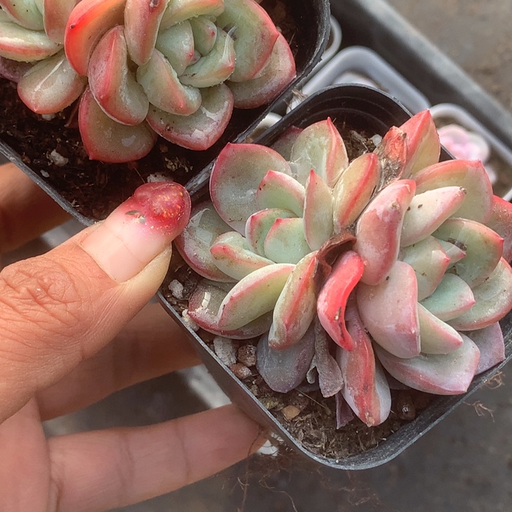 泡芙双。 （满9.99包邮不满9.99发叶子）