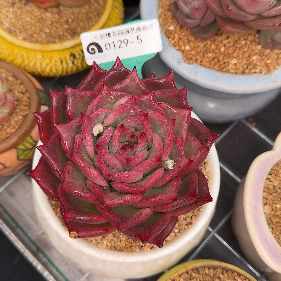 从前慢花园多肉0129-5