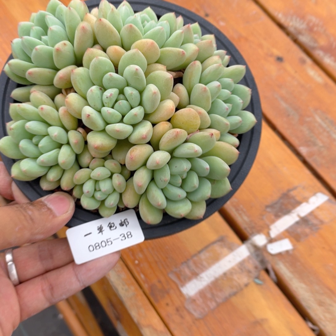 刘*0805-38-塞尔达。，，，。。