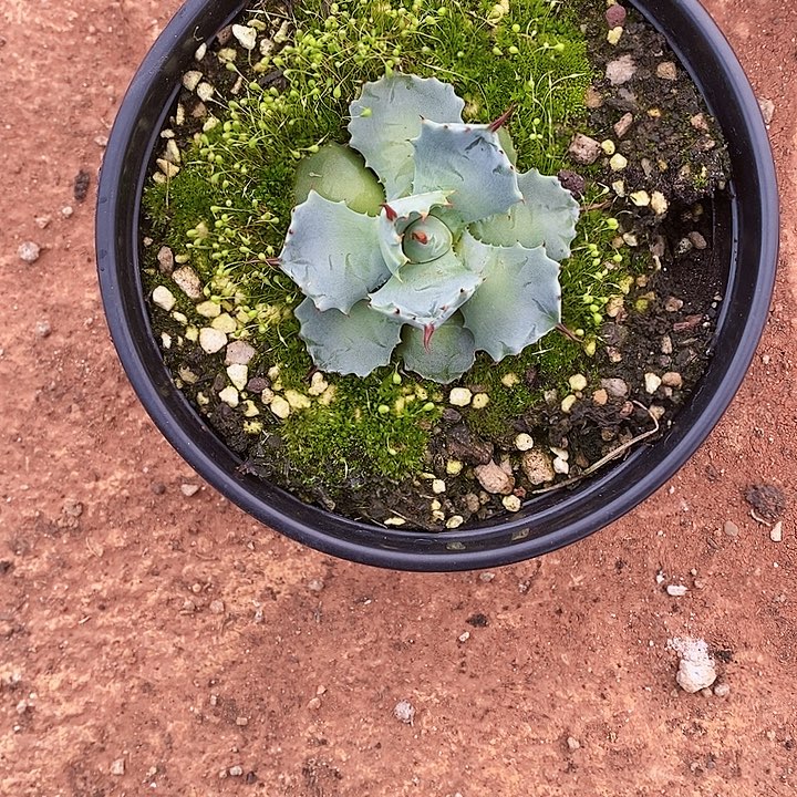 多肉植物龙蛇兰植物