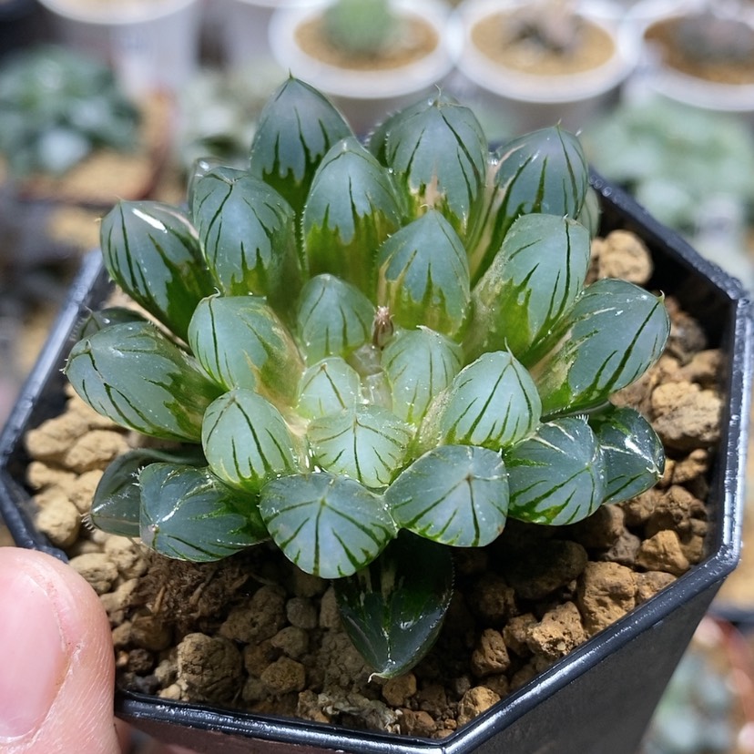 【闪购商品】208霓虹灯