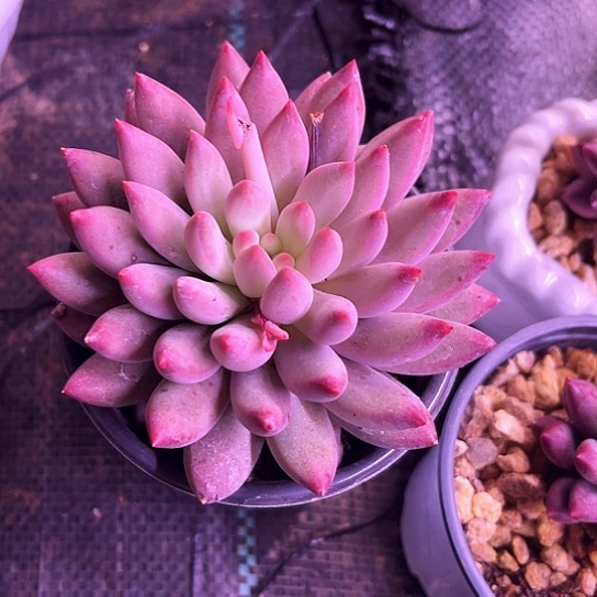 我是第一百个为妖刀应援的阴阳师呢