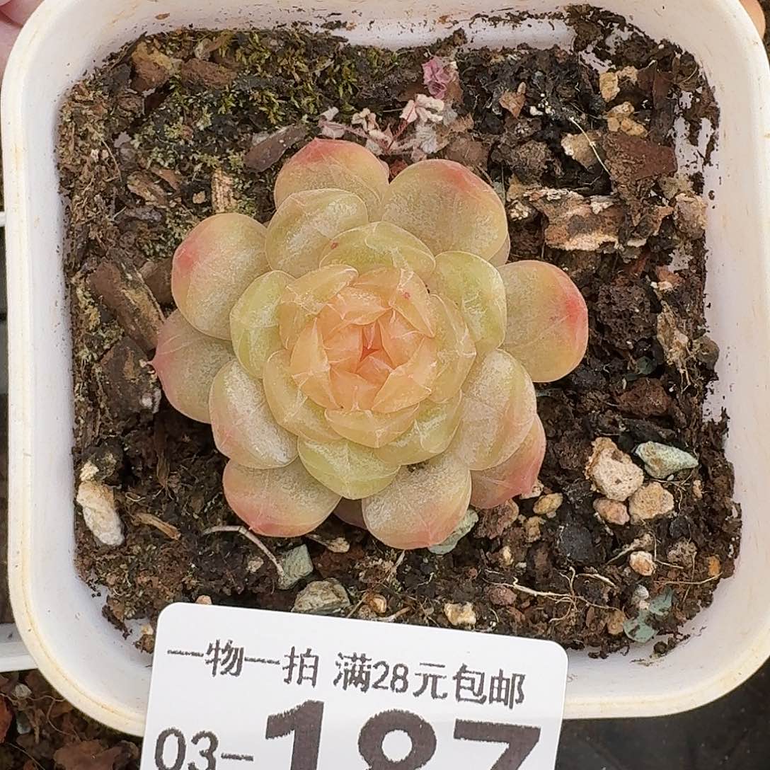 白恋无盆土发货无发无