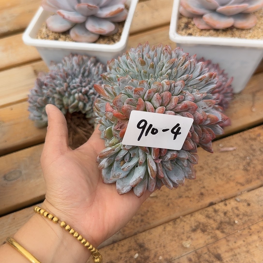 910-4橙子缀多肉植物