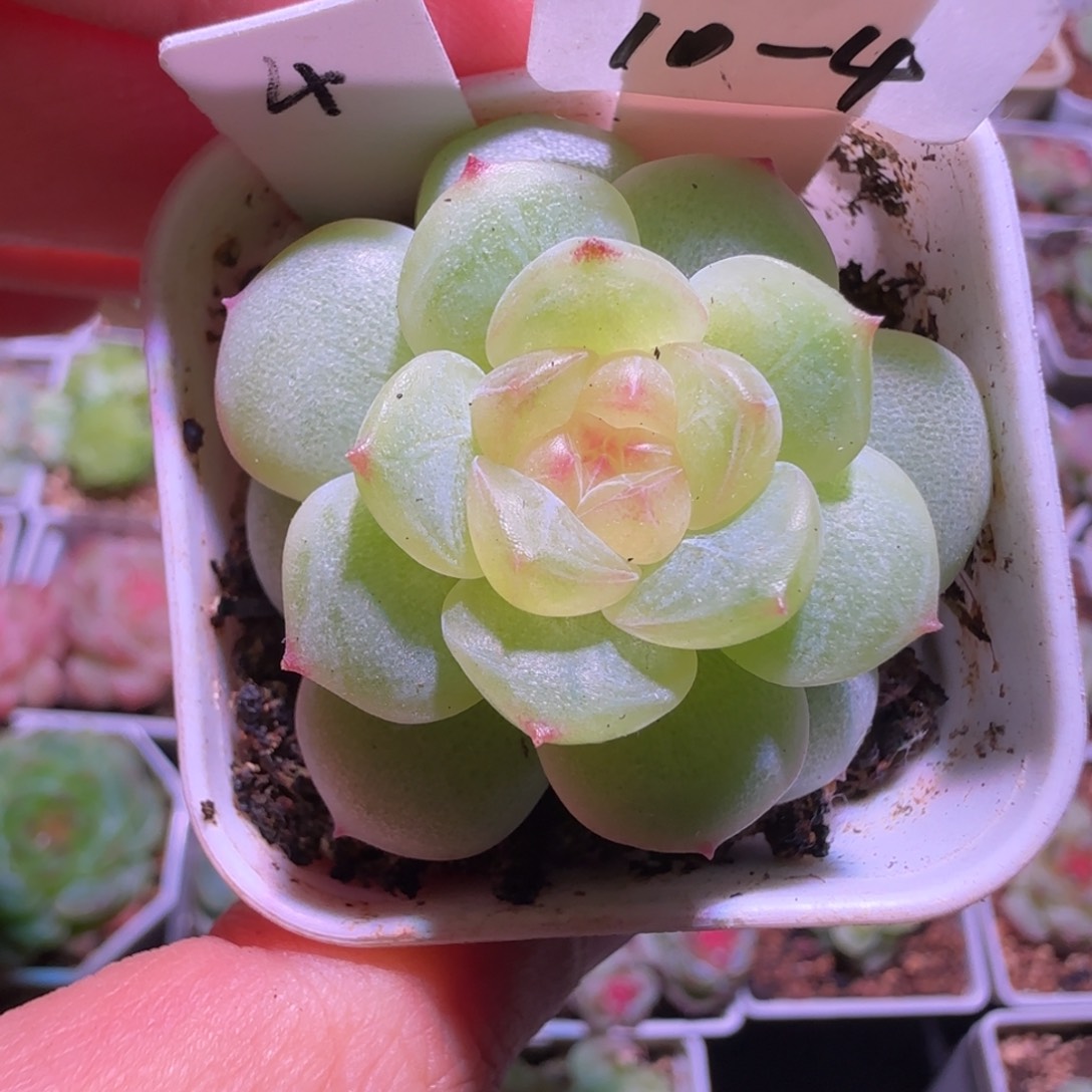 10-4福利新月单头群生不包整