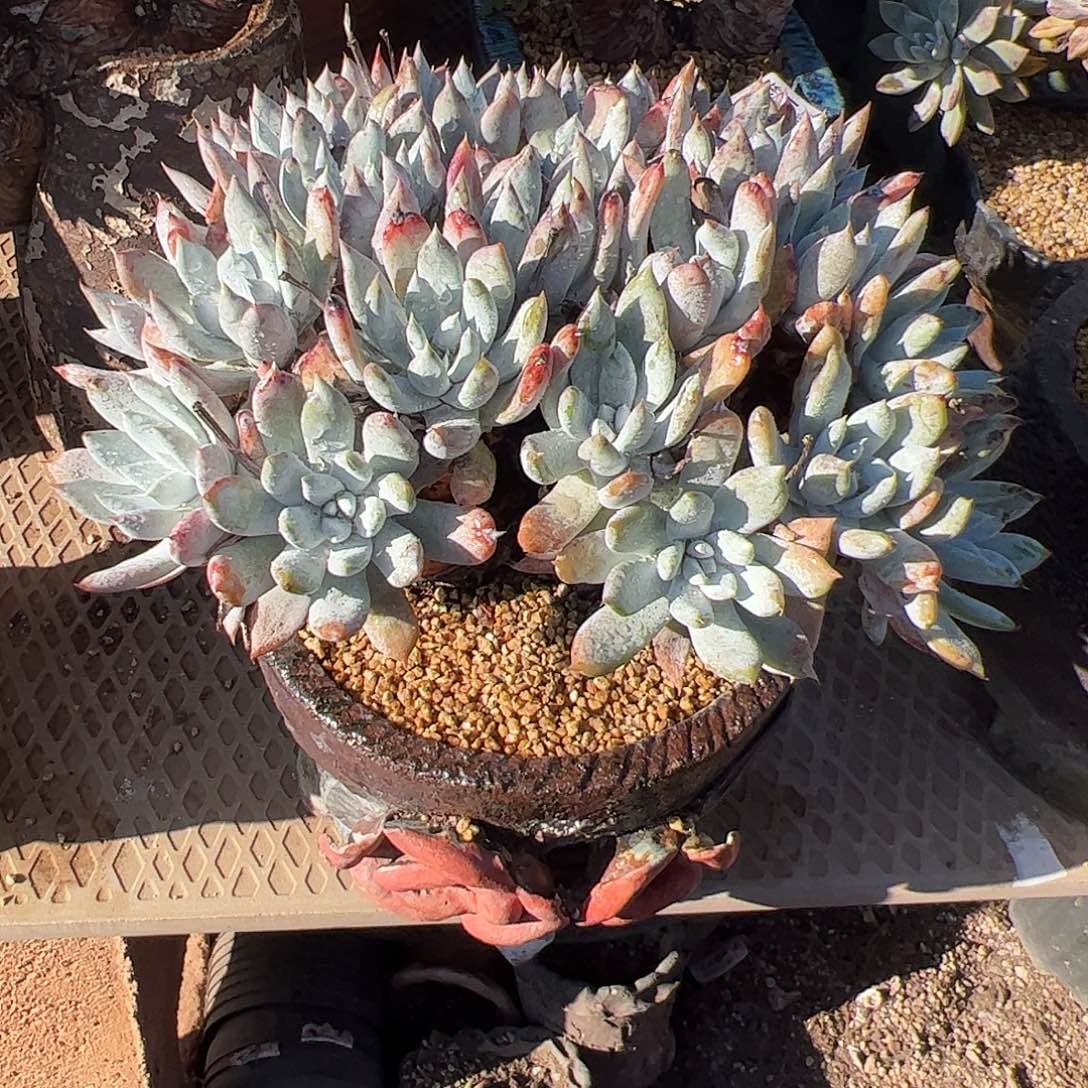 5416奴婢拇指仙女杯