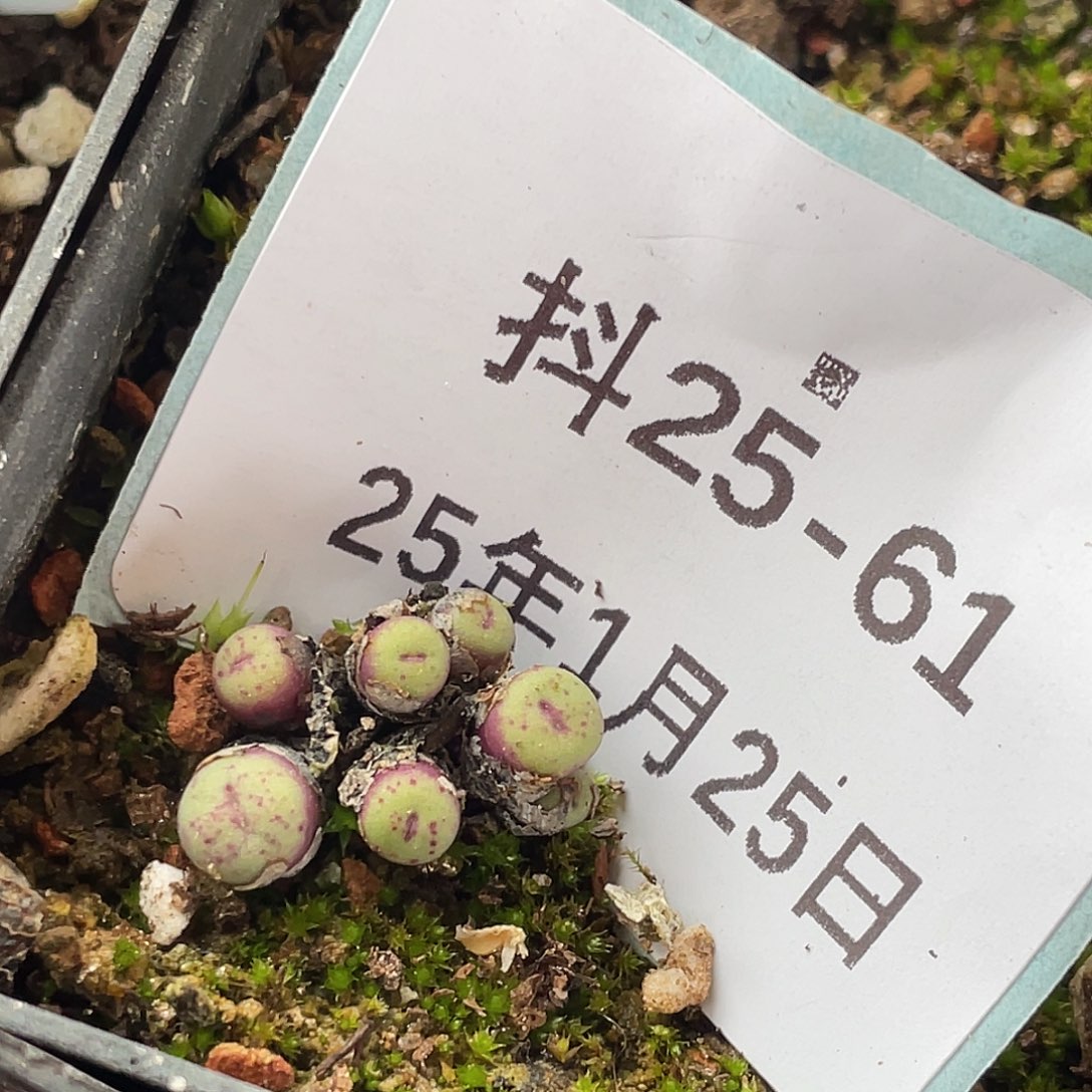 25-61嘴多肉植物