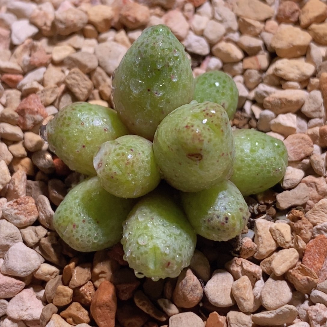 斑马群生9头斑马群生9头