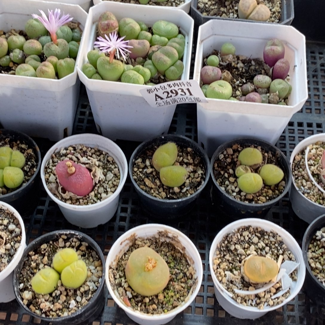 乐***飞肉锥组合2931。      