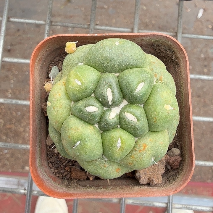 无刺象牙单头4仙人球