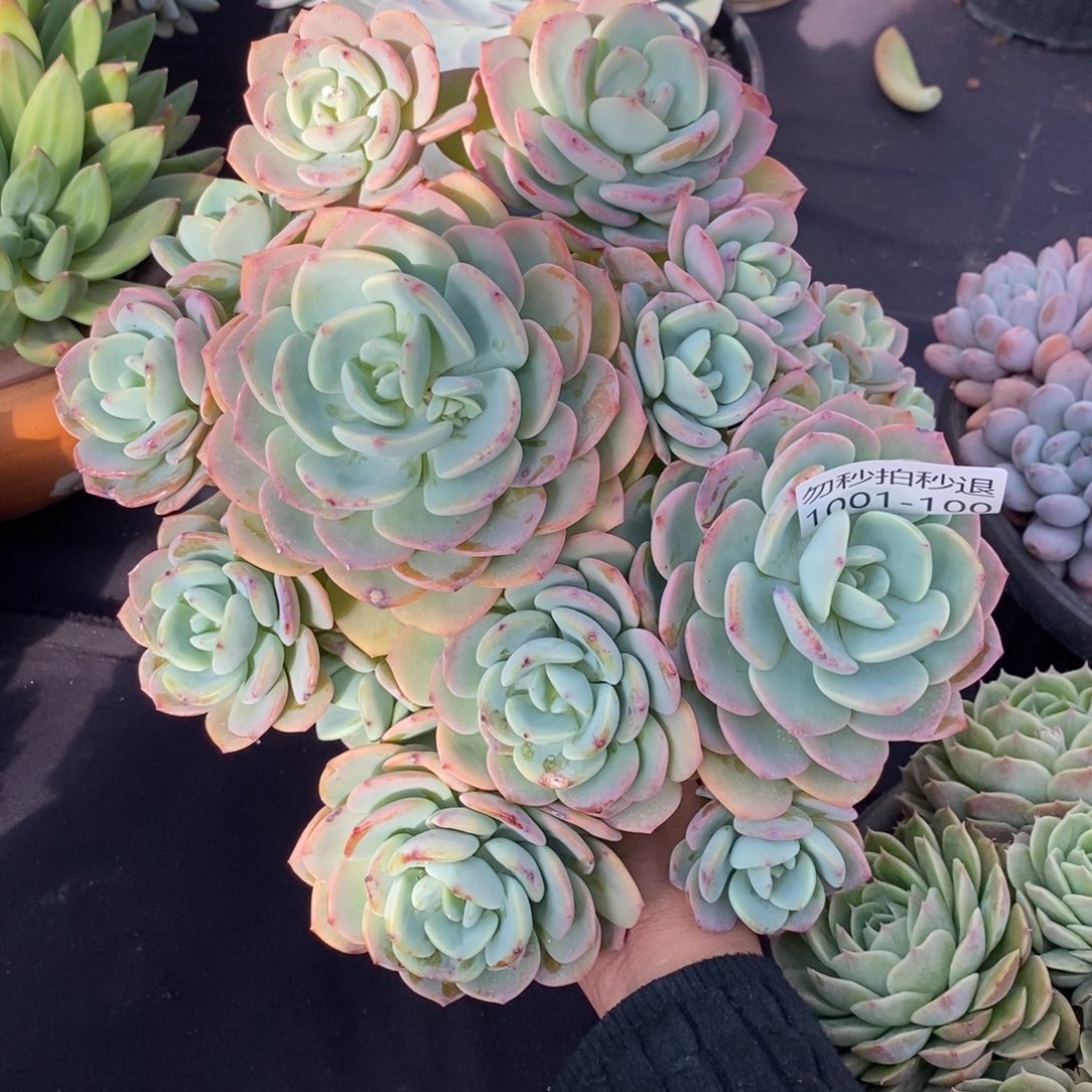 两单包邮101-100白月光