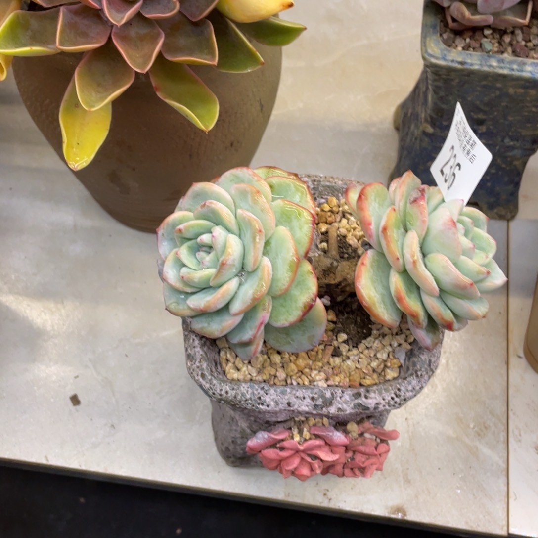 黑大帅多肉236泡芙