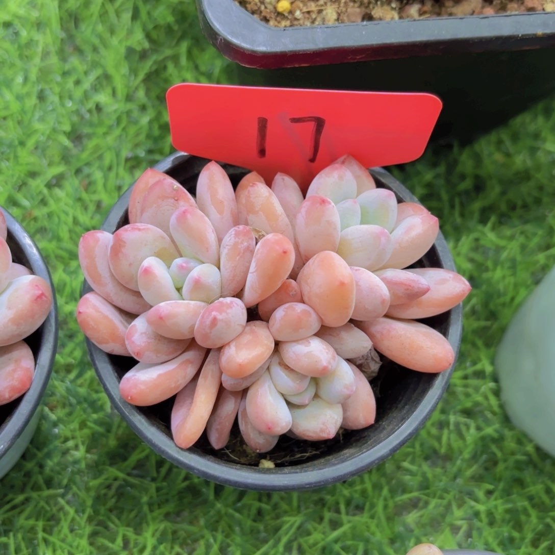 依**妈我的小可爱小可爱们都好可爱