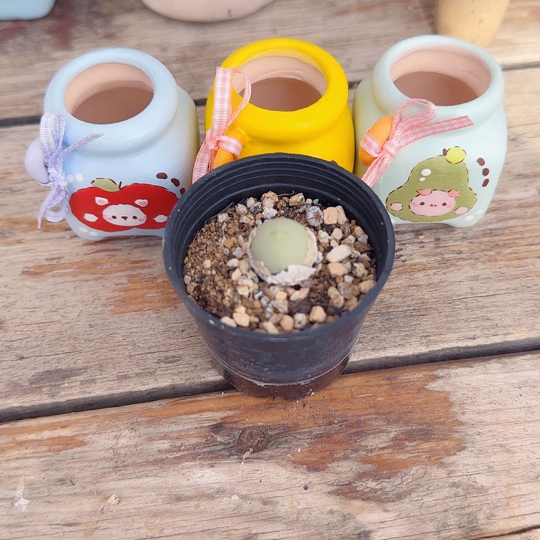 逗***草三个盆 一个小鸽子蛋